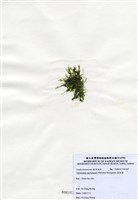 藏品(指枝藻)的圖片